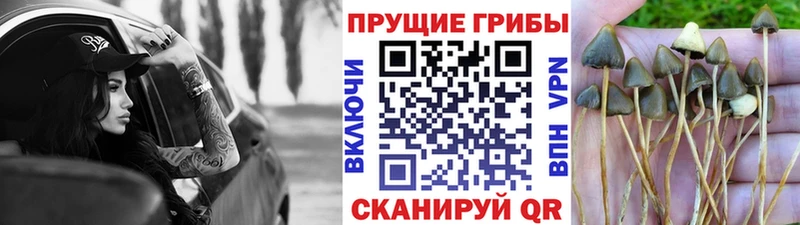 Псилоцибиновые грибы Psilocybe  хочу   Еманжелинск 